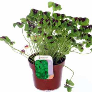 Oxalis deppei