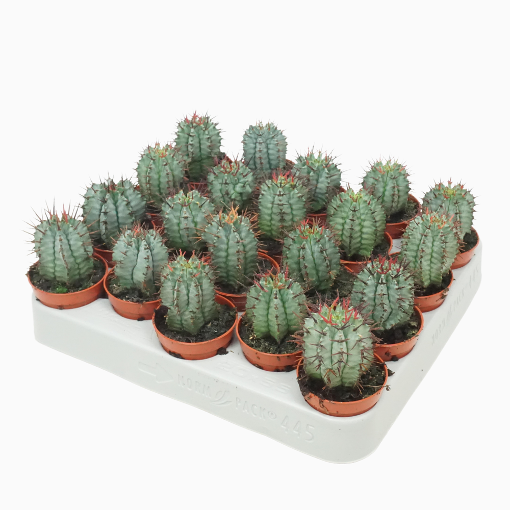 Euphorbia horrida 5,5 cm.