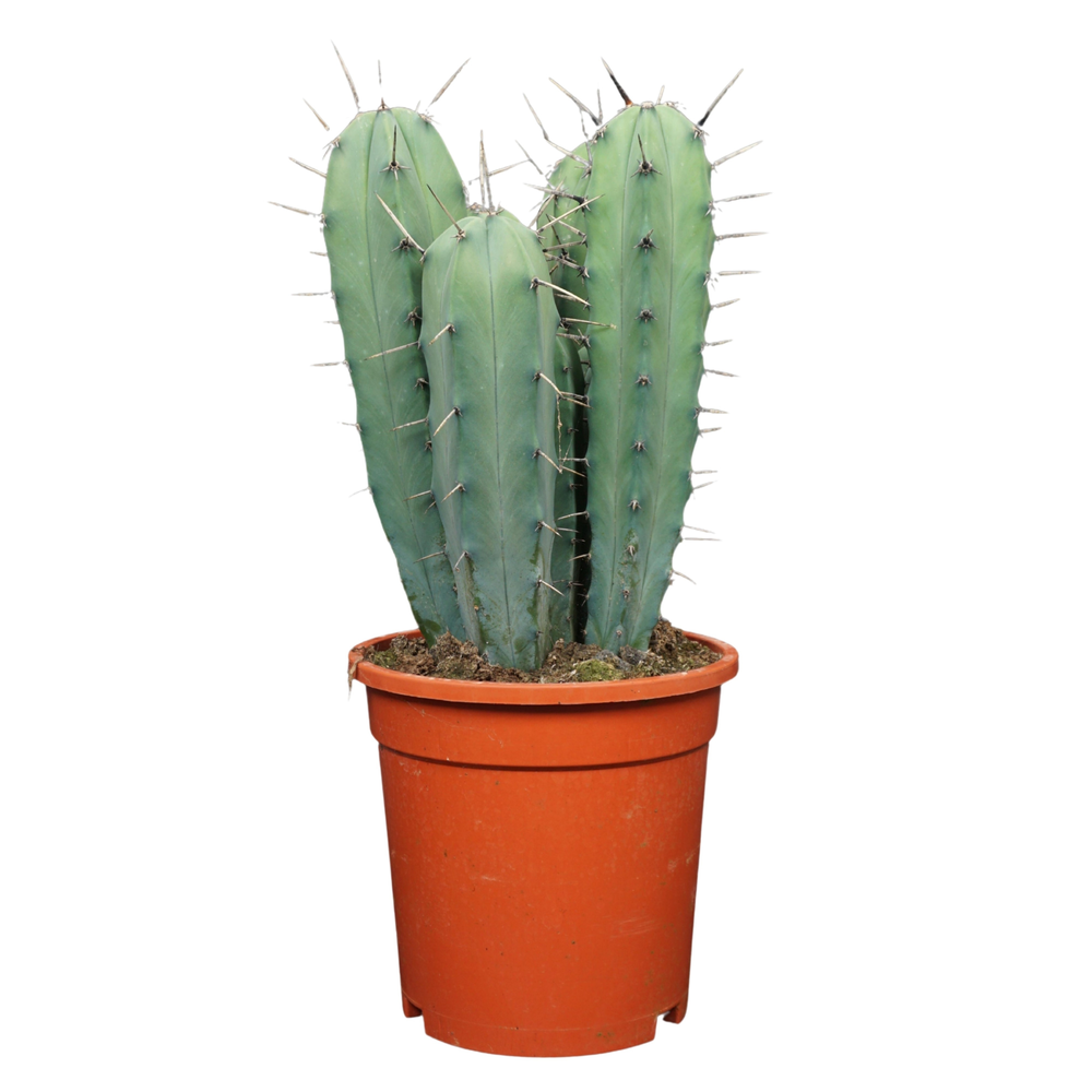 Myrtillocactus geometrizans groep 17 cm.