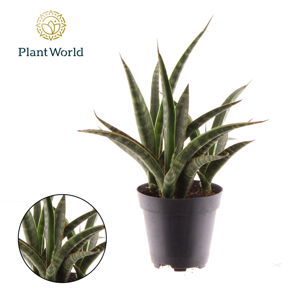 Sansevieria trifasciata 'Megan' p12.
