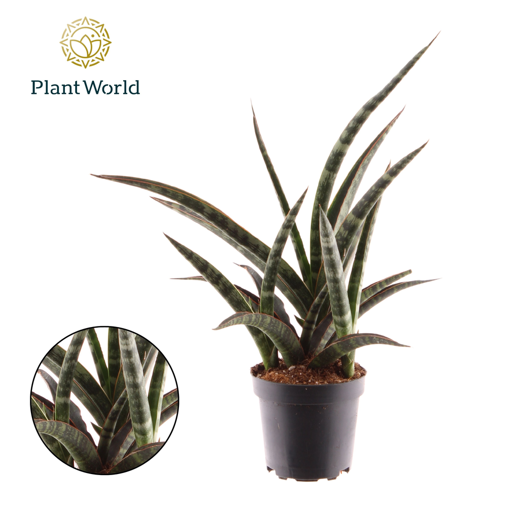 Sansevieria trifasciata 'Megan' p10.5.