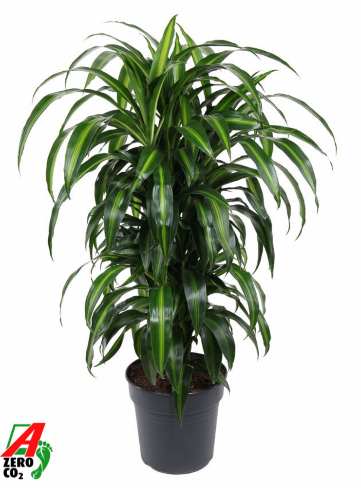 Dracaena Hawaiiana vertakt P27.