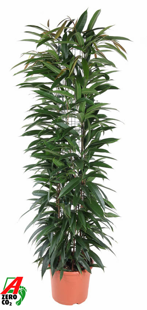 Ficus Alii King zuil P27 (NO GAP).