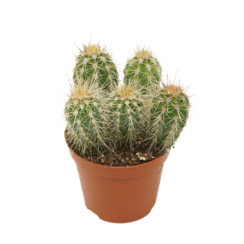Pachycereus pringlei 8,5 cm.
