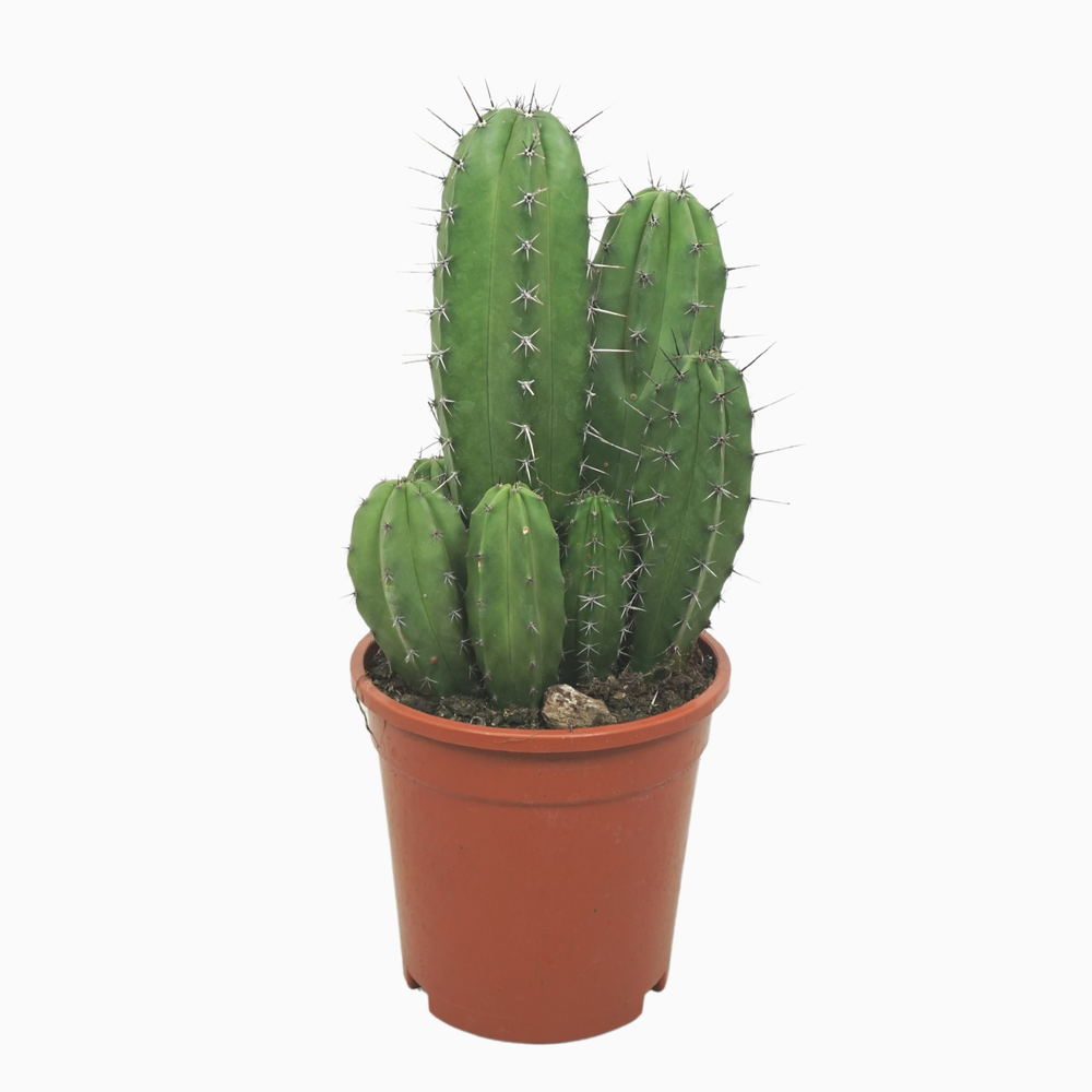 Polaskia chichipe groep 17 cm.