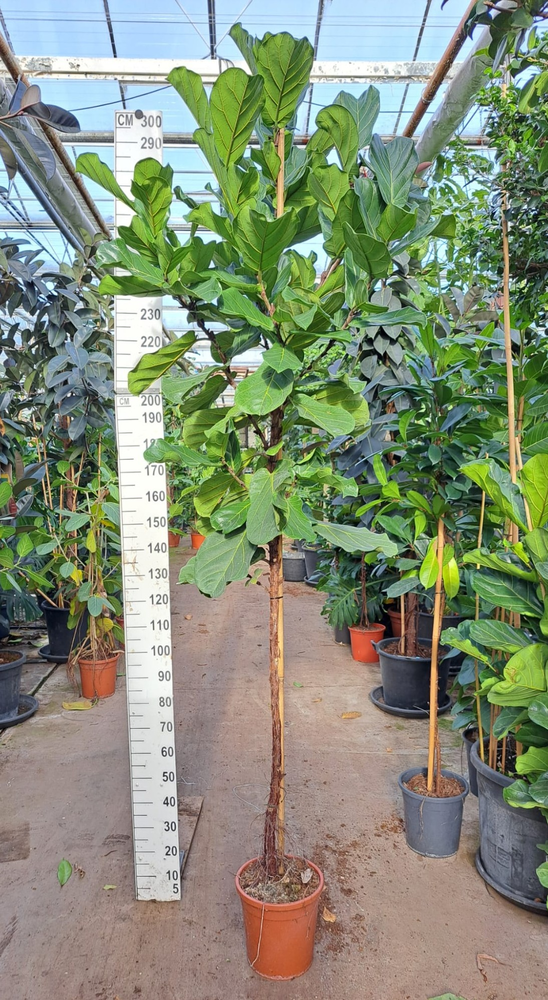 Ficus Lyrata stam 280.