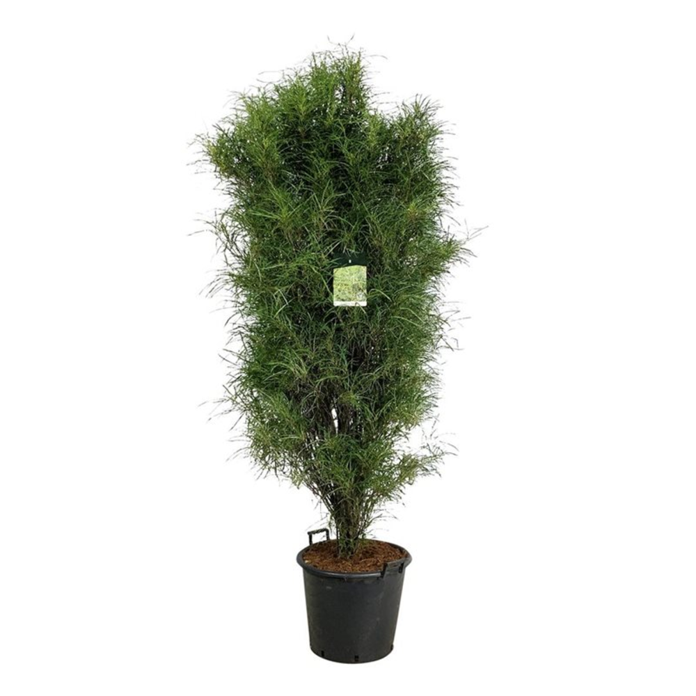 Frangula alnus Fine Line ®.