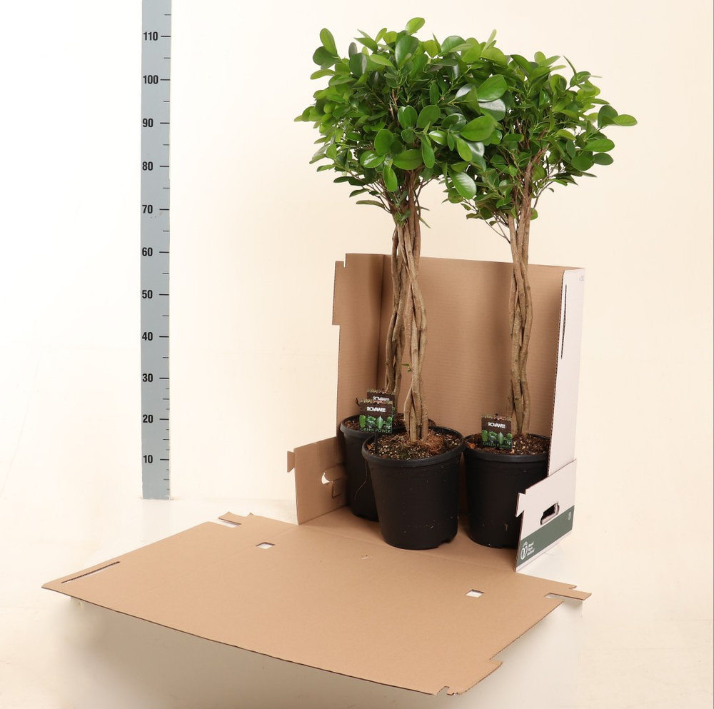 Ficus micr. Moclame gevlochten stam in fust 352.