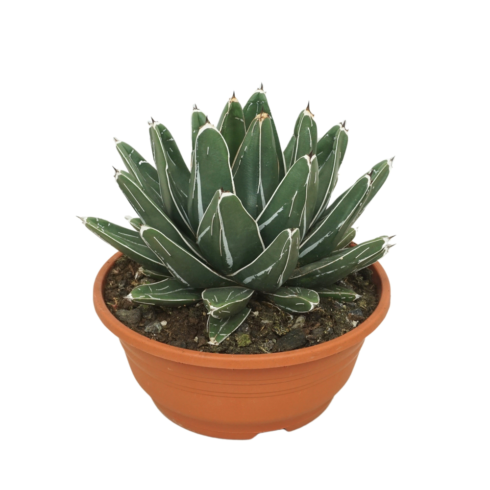 Agave victoriae reginae 20 cm.