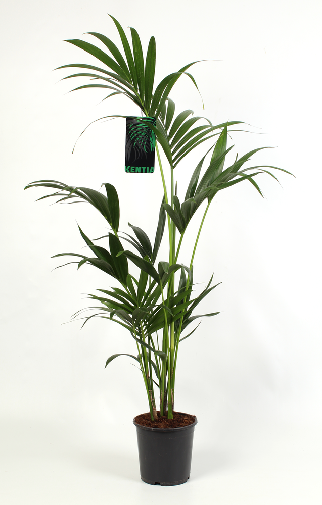 Kentia Howea Forsteriana, 4 stek p/pot.