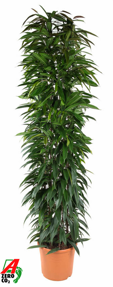 Ficus Alii King zuil P35 (NO GAP).