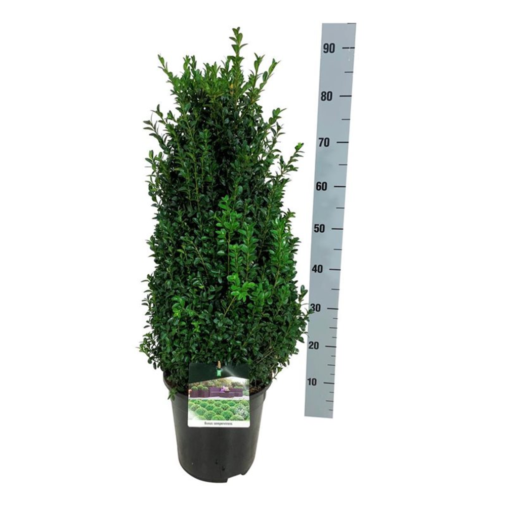 Buxus sempervirens.