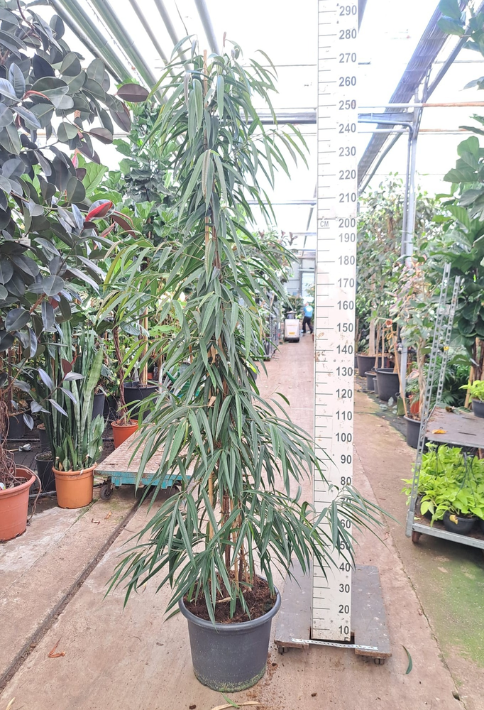 Ficus Alii piramide 250.
