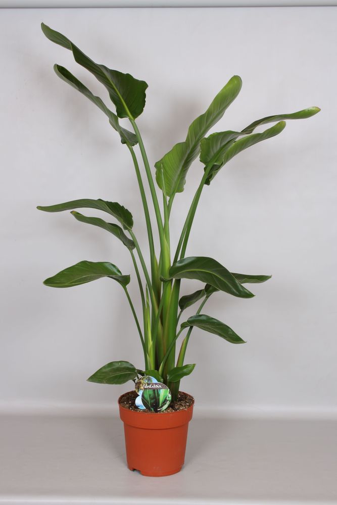 Strelizia Nicolai 140 - Green4life.