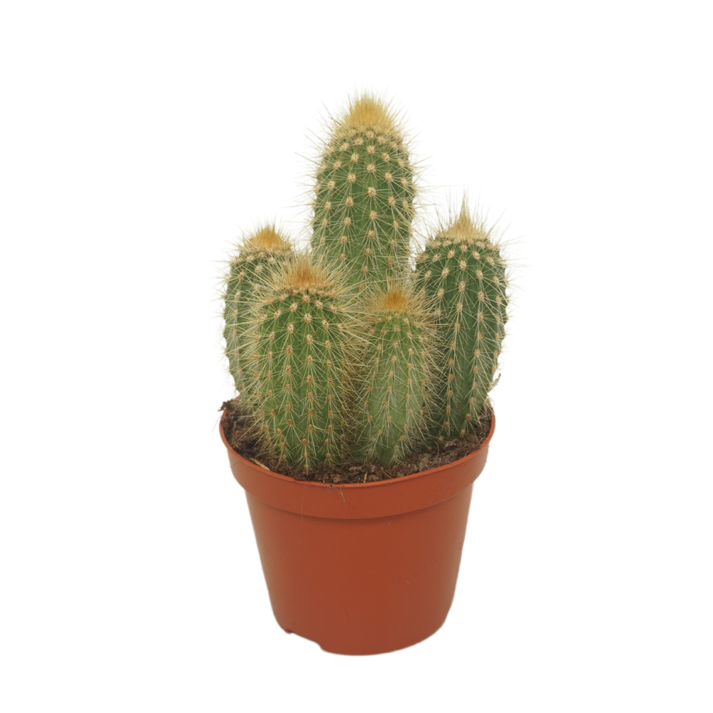 Vatricania guentherii 8,5 cm.