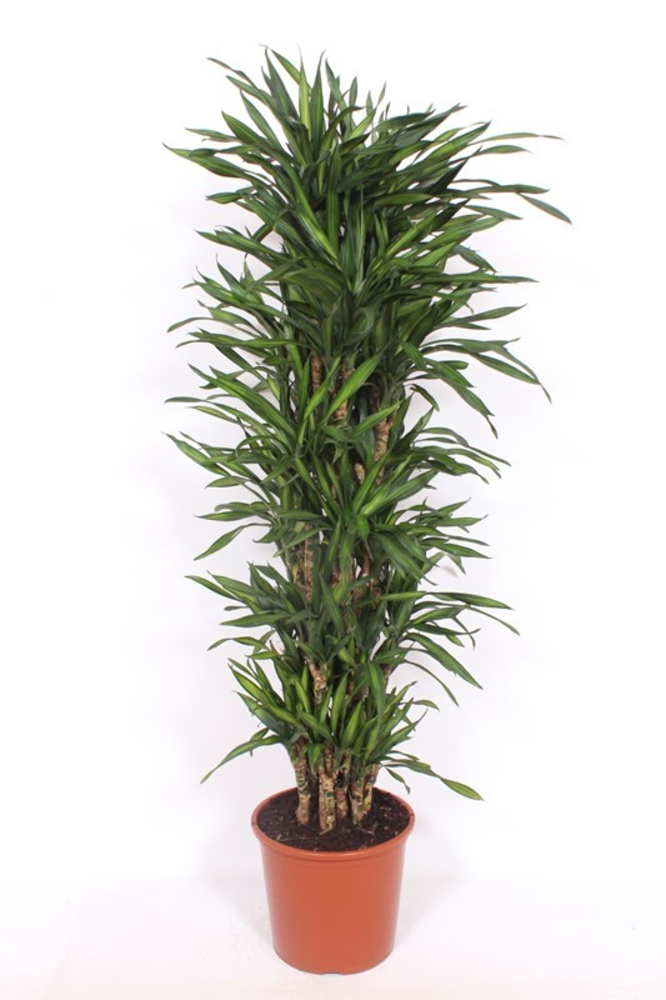 Dracaena Riki.