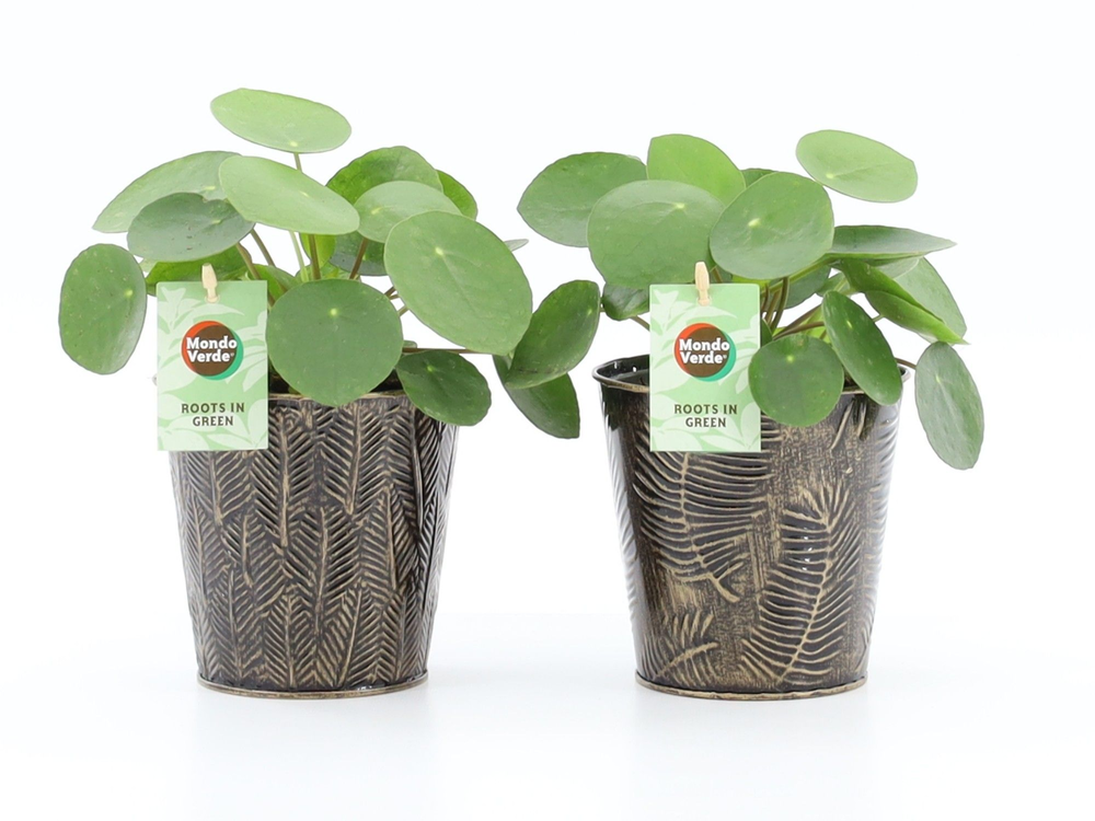 Pilea Peperomioides in Iron-Leaf.