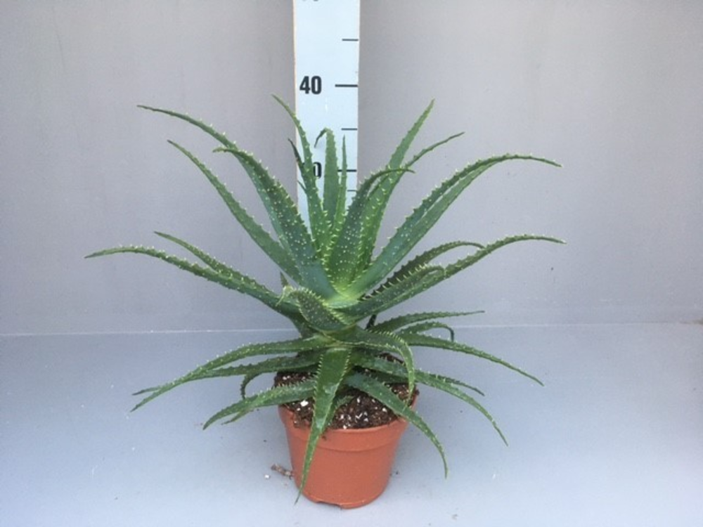 Aloe arborescens 15.