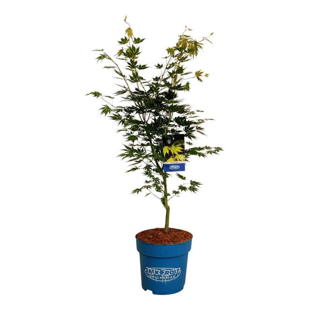 Acer Arctic Jade ®.