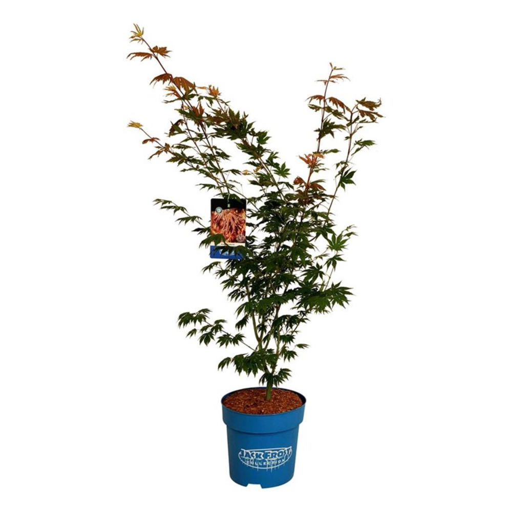 Acer North Wind ®.
