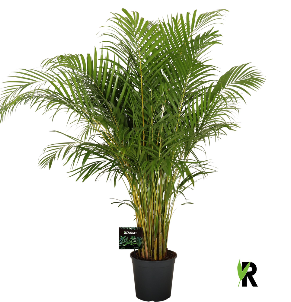 Dypsis lutescens.