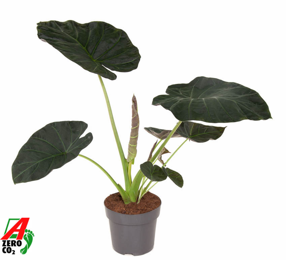 Alocasia Regal Shields (NO GAP).