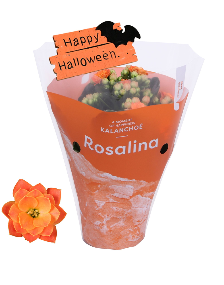 Kalanchoe Rosalina 07cm Don Pedro, TST met hallowe.