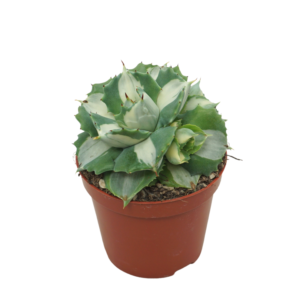 Agave potatorum Ouhi-Raijin variegata 8,5 cm.