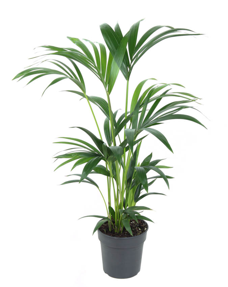 Howea Forsteriana(kentia) P19-80.