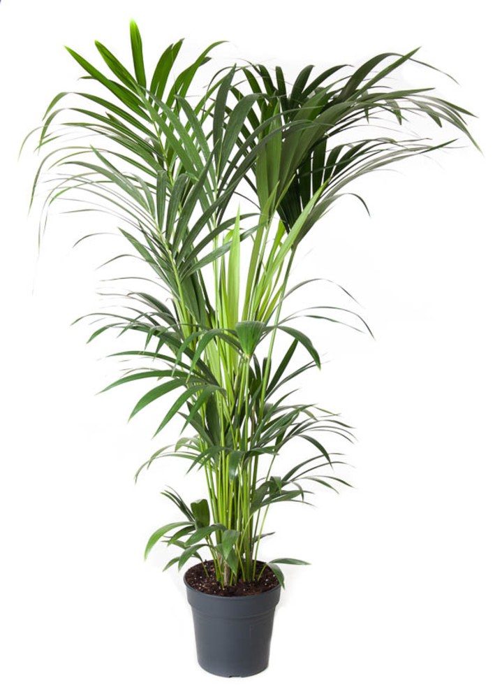 Howea Forsteriana(kentia) P27-140.