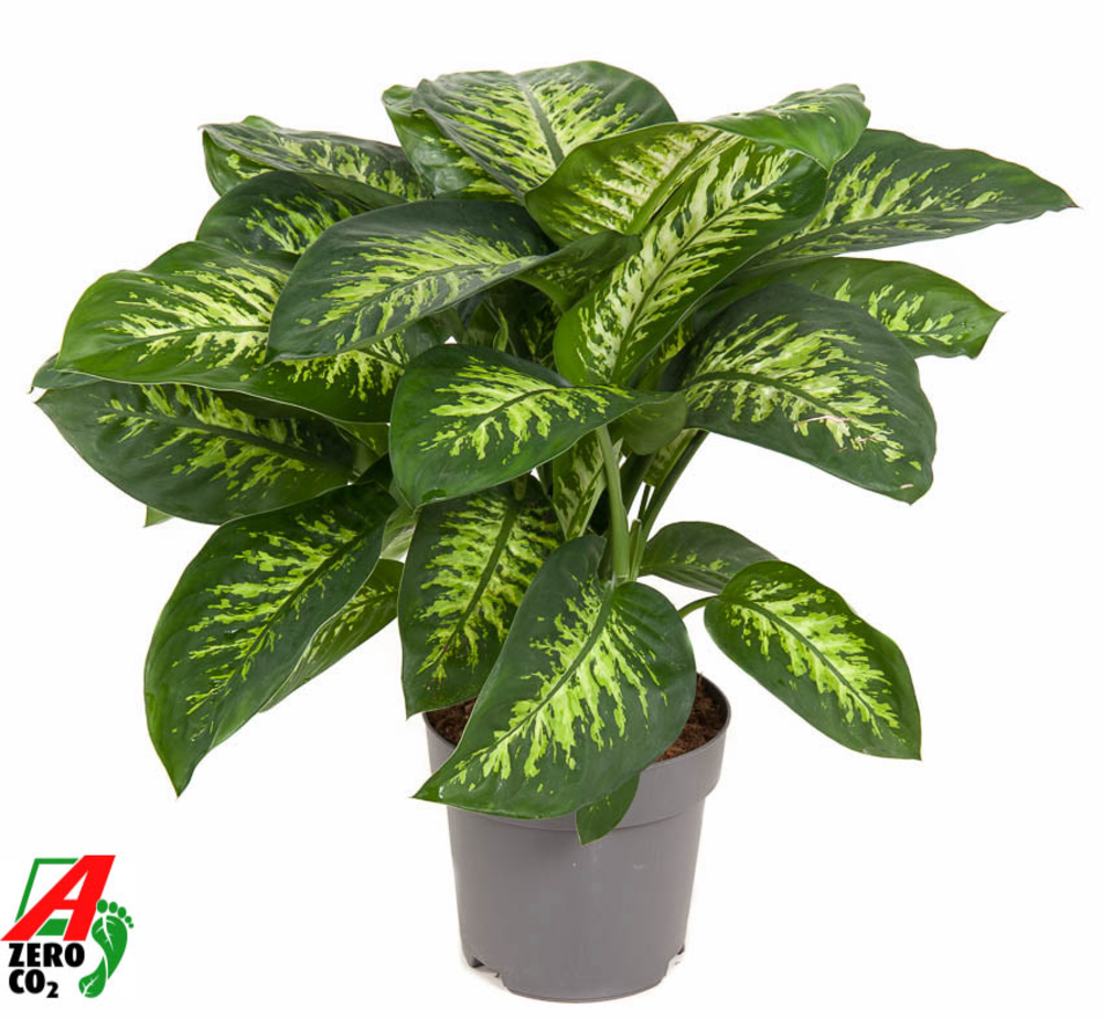 Dieffenbachia Reeva P24.
