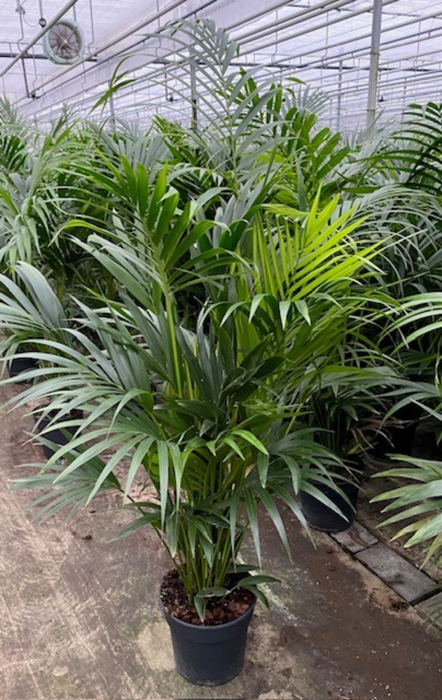 Howea Forsteriana(kentia) P27-160.