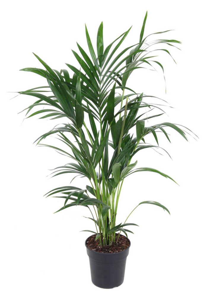 Howea Forsteriana(kentia) P21-110.