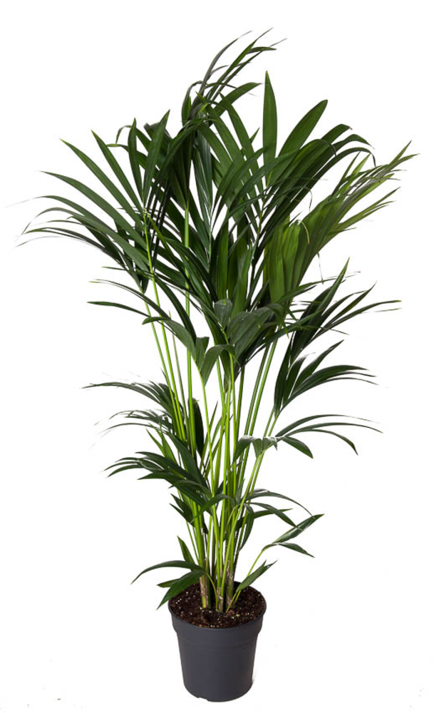 Howea Forsteriana(kentia) P24-130.