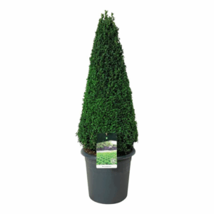 Buxus sempervirens.