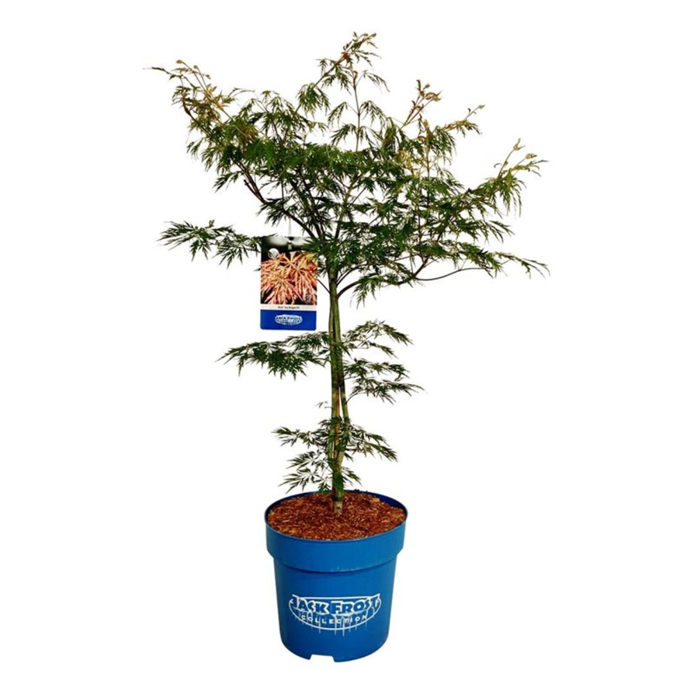 Acer Ice Dragon ®.