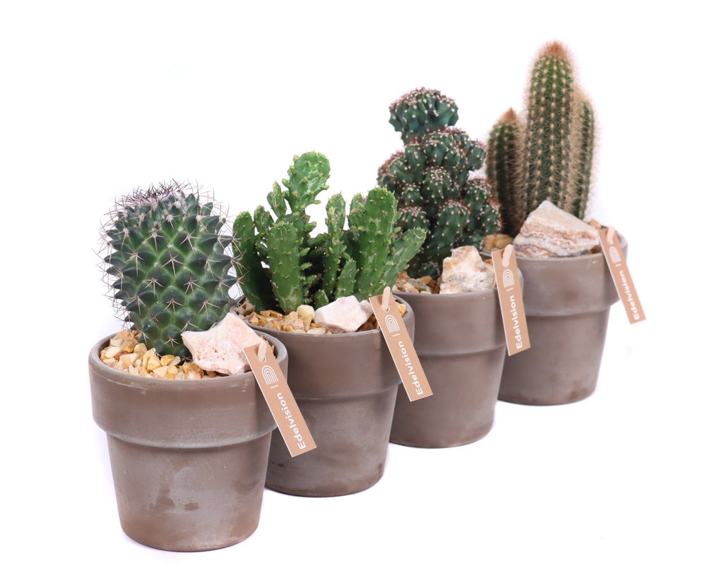 Cactus 8,5 cm in grijs/bruine pot met rand met gri.