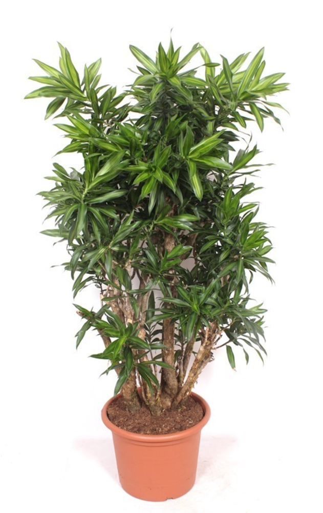 Dracaena Song of Jamaica.