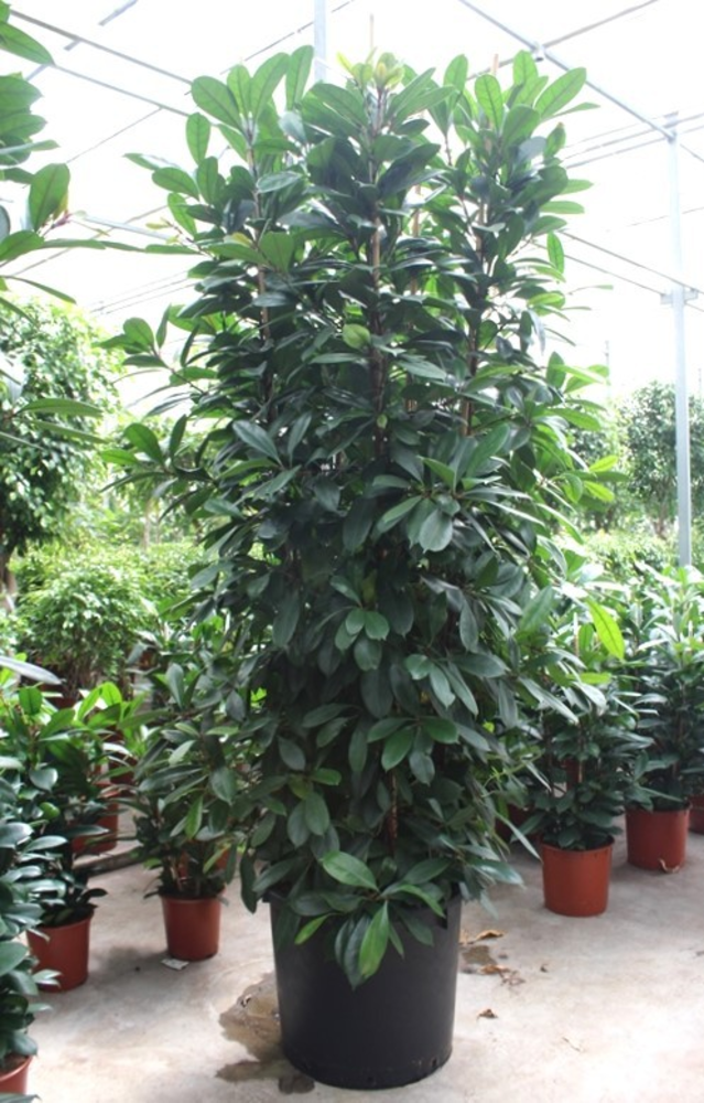 Ficus Cyathistipula 6 per pot.