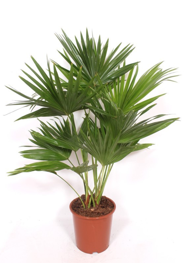Livistona chinensis.