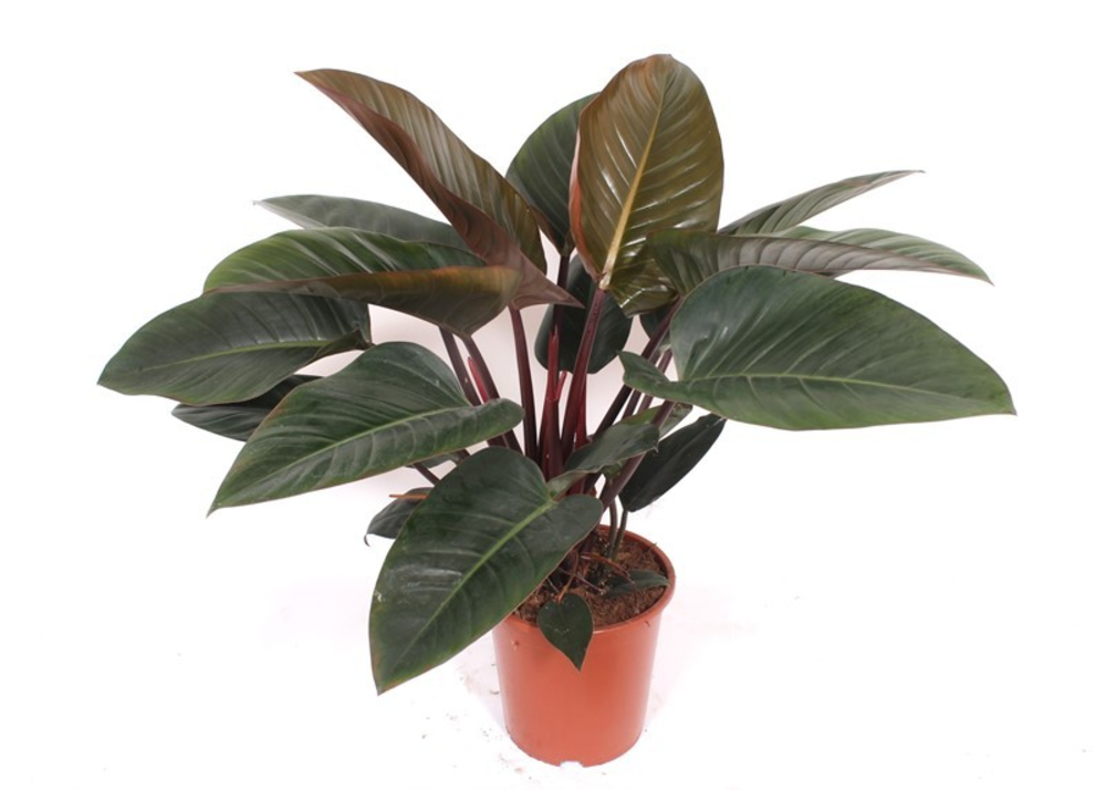 Philodendron Congo Red.