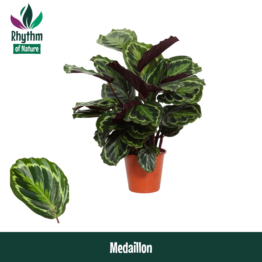 Calathea 19cm Medaillon Rhythm of Nature.