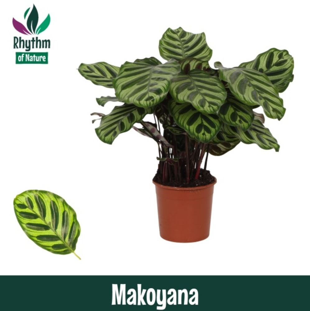 Calathea 14cm Makoyana Rhythm of Nature.