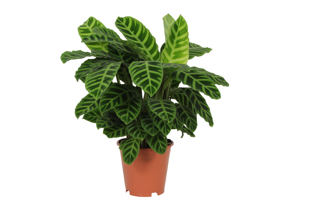 Calathea 19cm Zebrina Rhythm of Nature zonder hoes.