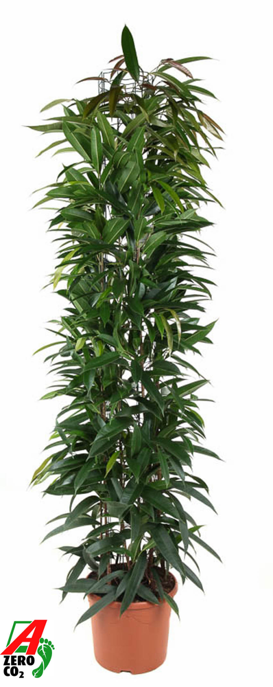 Ficus Alii king zuil P32 (NO GAP).