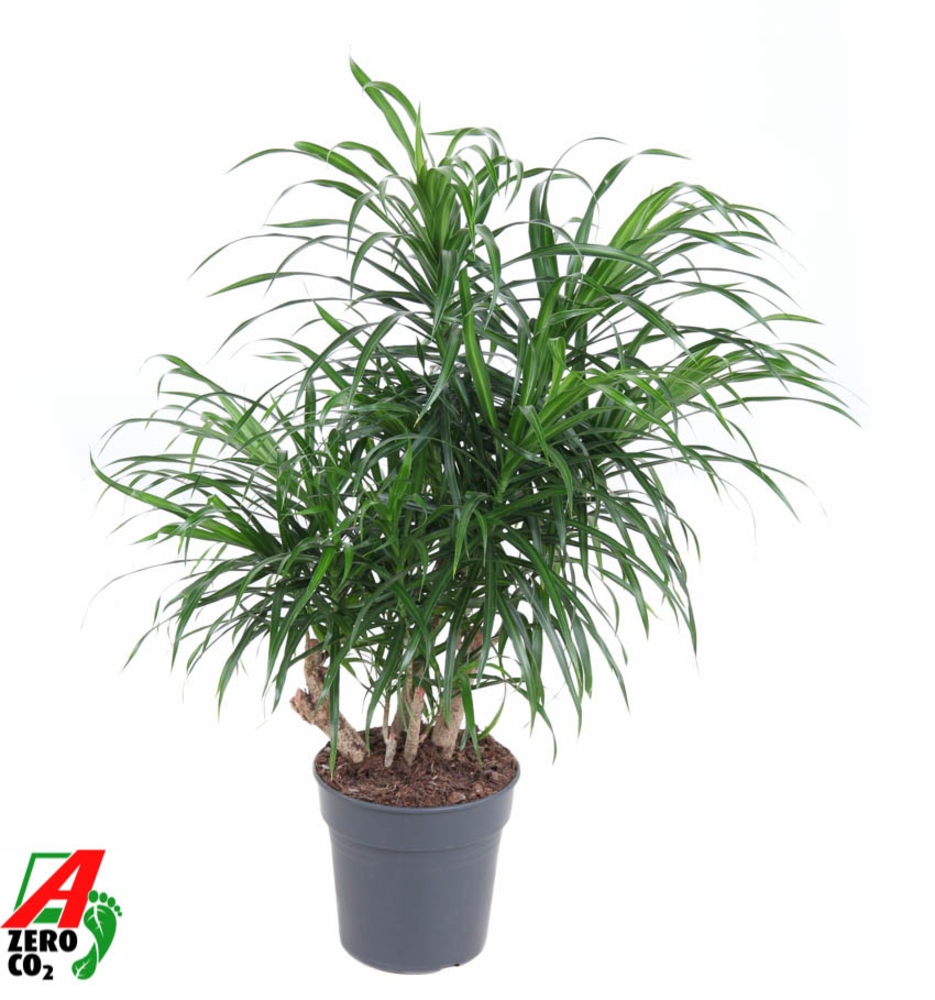 Dracaena Anita variegata vertakt P21.