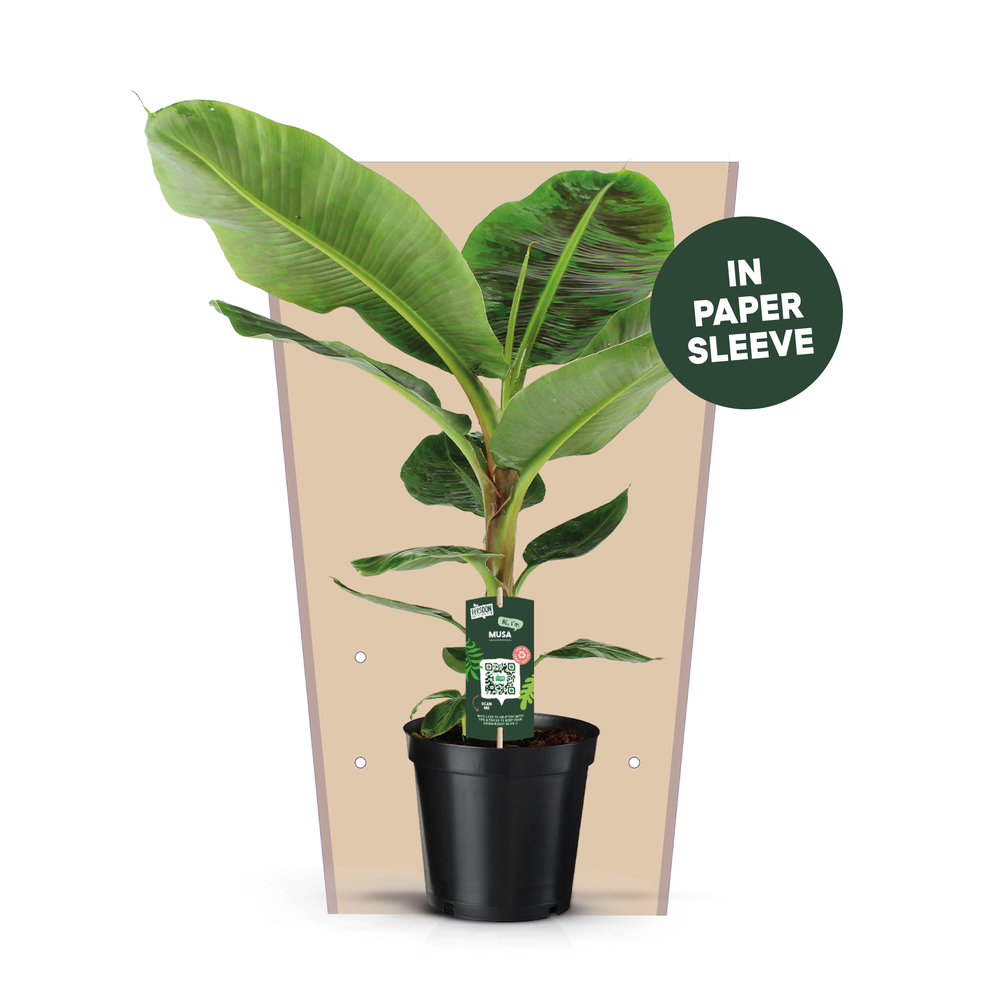 Musa Dwarf Cavendish.