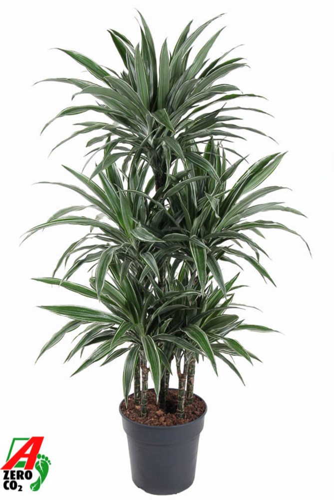 Dracaena Warneckei 90-carrousel.