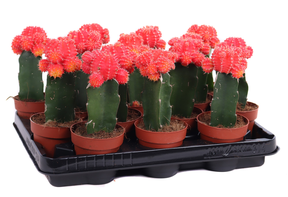 Gymno rood-oranje geent 8,5 cm.