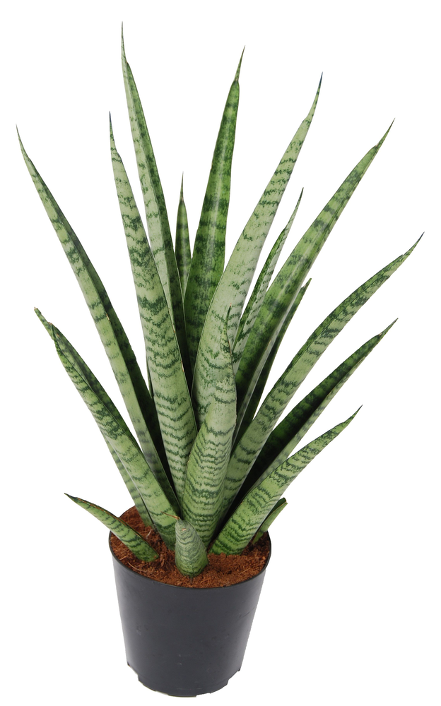 Sansevieria 'trifciata' Pineapple P12.